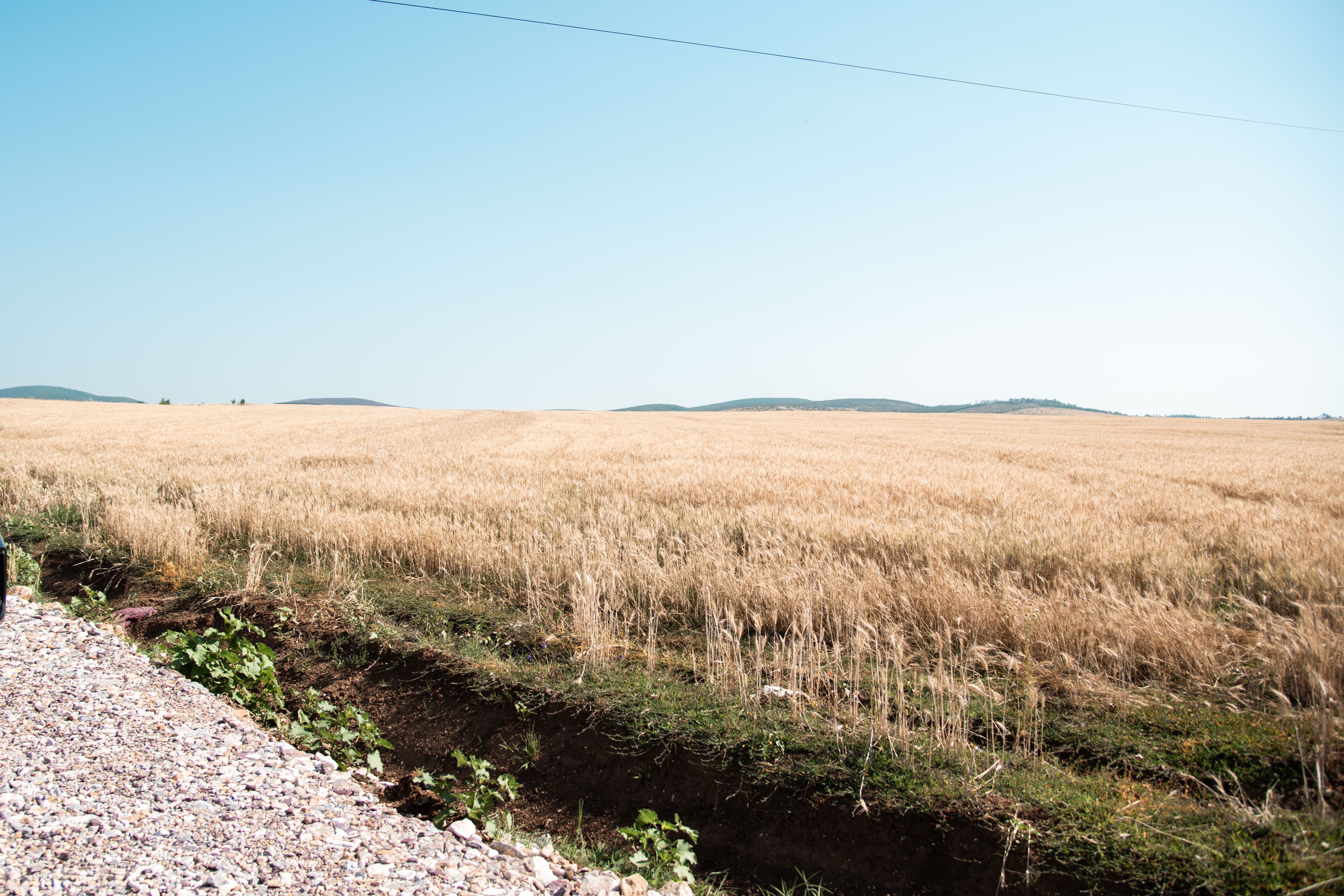 Wheat field in the Ferizaj valley